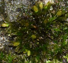 image for White-tipped Bristle-moss