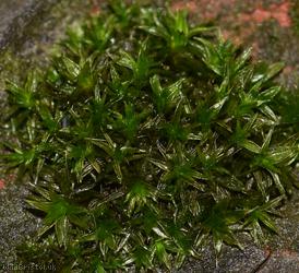White-tipped Bristle-moss