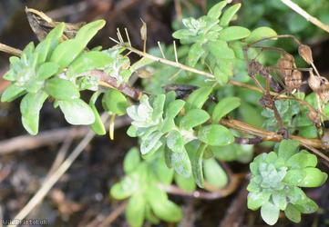 Thyme-leaved Alison