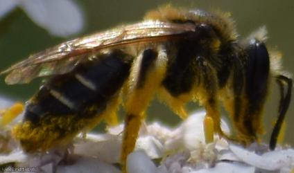 Short-fringed Mining Bee