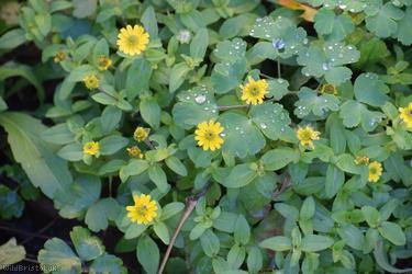 Mexican Creeping Zinnia