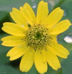 Mexican Creeping Zinnia