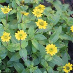 Mexican Creeping Zinnia