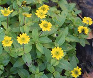 Mexican Creeping Zinnia
