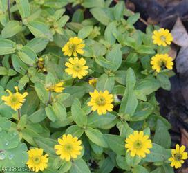 Mexican Creeping Zinnia