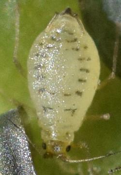 image for Ornate Aphid
