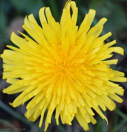 image for Yellowish-green Dandelion