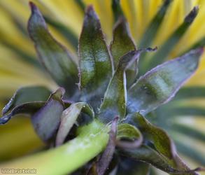 Yellowish-green Dandelion