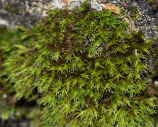 Thickpoint Grimmia