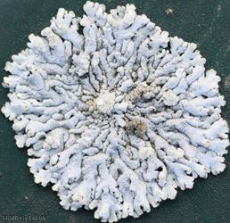 image for Blue-Grey Rosette Lichen