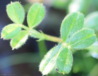 Common Vetch