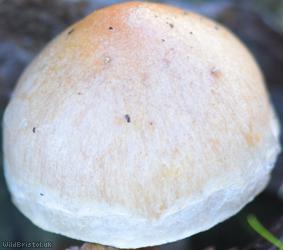 Mushroom Unidentified 12