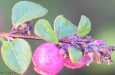 Coralberry