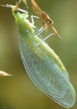 Confused Green Lacewing