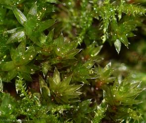 image for Marsh Bryum