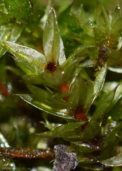 Marsh Bryum
