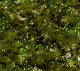 Marsh Bryum