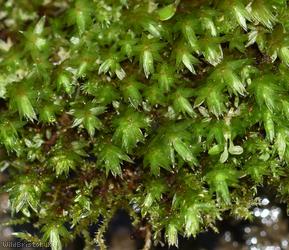 Marsh Bryum