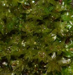 Marsh Bryum