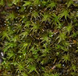 Thickpoint Grimmia