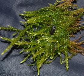Creeping Feather-moss