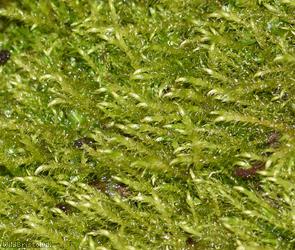 Creeping Feather-moss