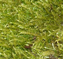 Creeping Feather-moss