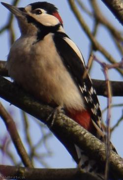 image for Great Spotted Woodpecker