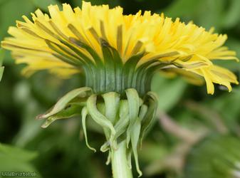 City Dandelion