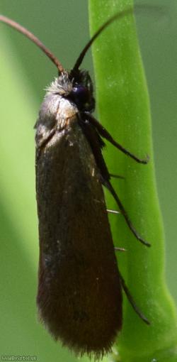 Moth Unidentified 1