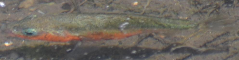 image for Three-spined stickleback