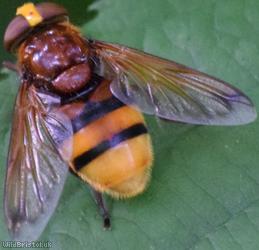 image for Hornet Hoverfly