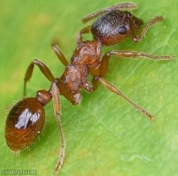 image for Common Red Ant