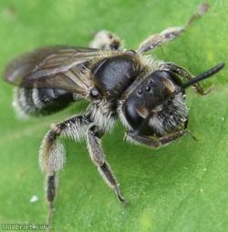 Mini Mining Bee Unidentified 1