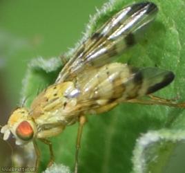 image for Banded Burdock Fly
