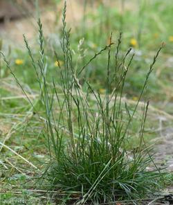 image for Perennial Rye-grass