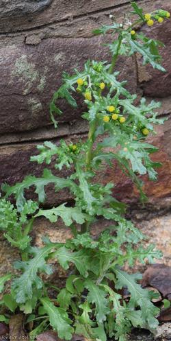 image for Common Groundsel