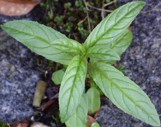 Square-stalked Willowherb