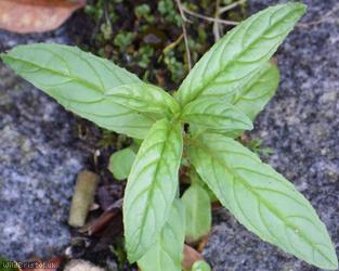 Square-stalked Willowherb