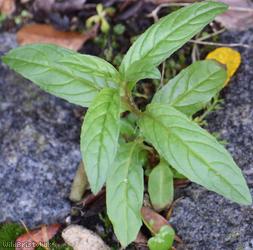 Square-stalked Willowherb
