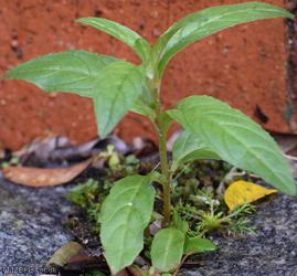 Square-stalked Willowherb