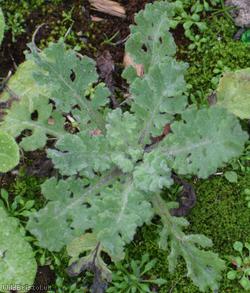 Sticky Groundsel