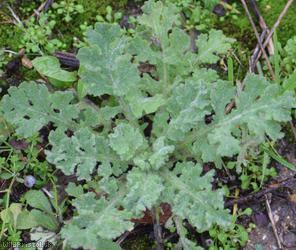 Sticky Groundsel