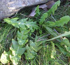 Dark-leaved Dandelion
