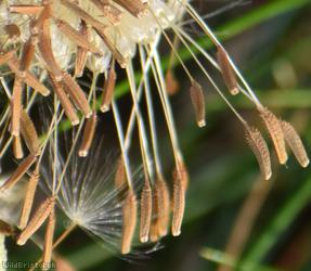Dark-leaved Dandelion