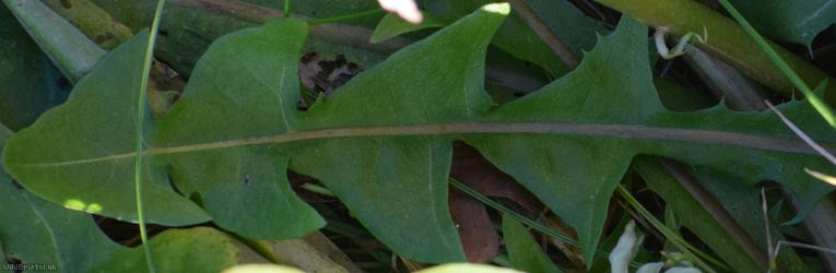 Dark-leaved Dandelion