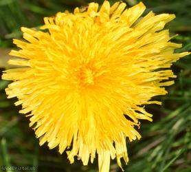 Dark-leaved Dandelion