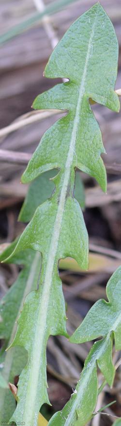 Broad-bracted Dandelion