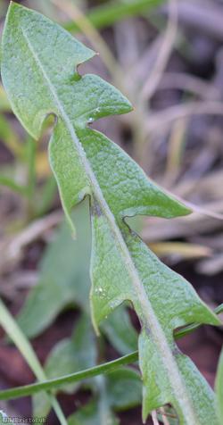 Broad-bracted Dandelion