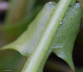 Broad-bracted Dandelion